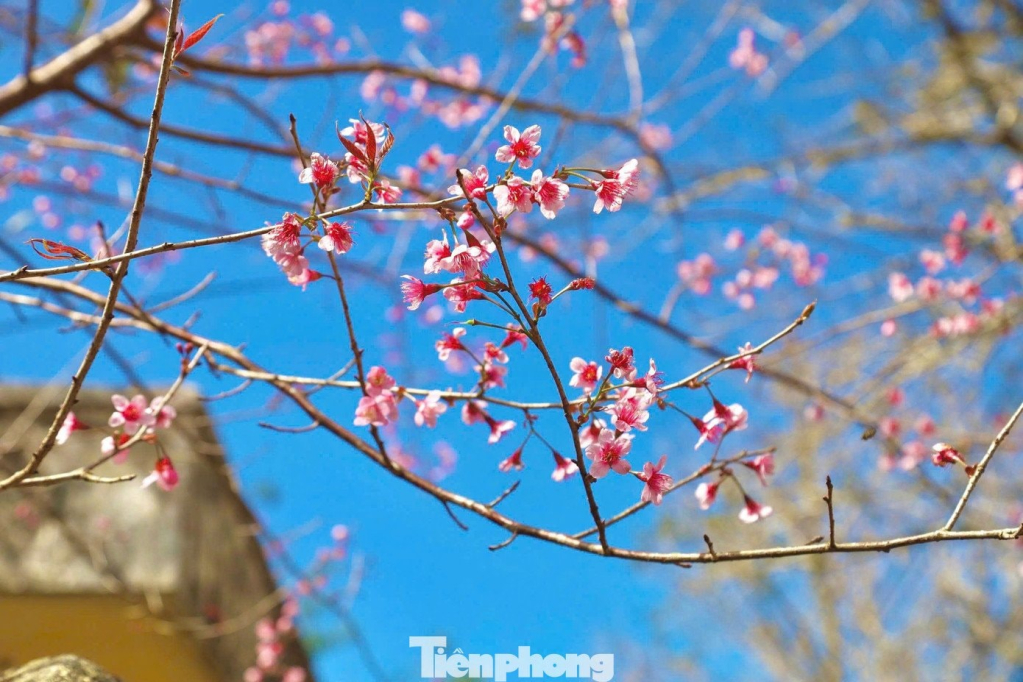 Mùa hoa anh đào nở rộ tạo thêm điểm nhấn cảnh quan và thu hút khách du lịch.