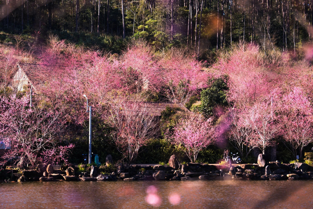 Mai anh đào nở rộ khắp nơi, tạo nên khung cảnh thơ mộng giữa đại ngàn Măng Đen.