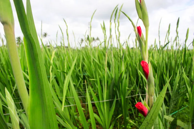 Từ Rằm tháng Chạp, hoa lay ơn được nông dân thu hoạch bán đến tết. Ảnh: Nguyễn Trang