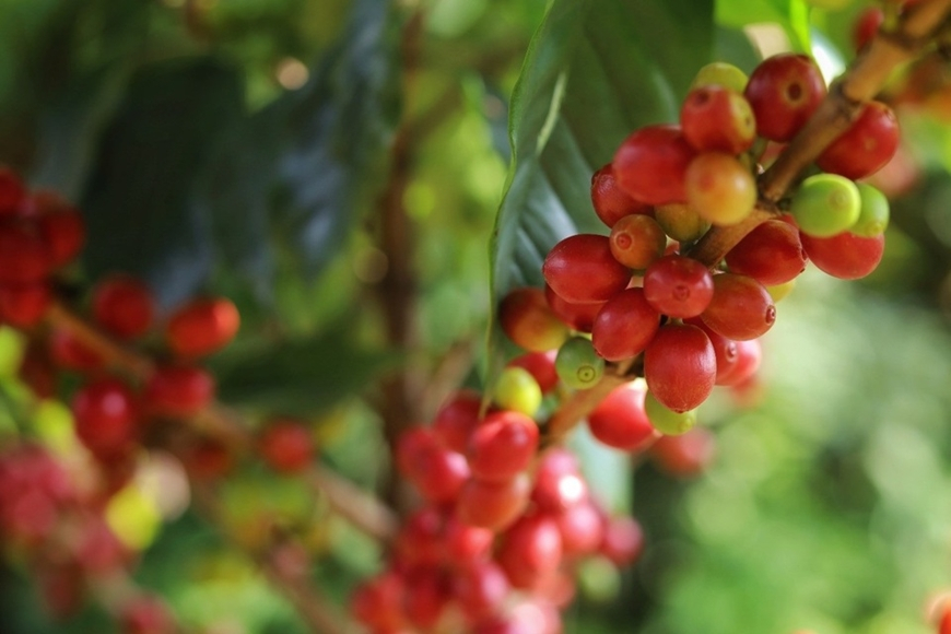 Giá cà phê giảm. Ảnh minh họa: kinhtedothi.vn 