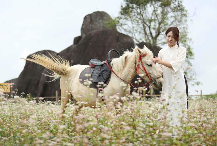 Chú ngựa cùng du khách chụp ảnh bên cánh đồng hoa tam giác mạch. Ảnh: Trần Mai