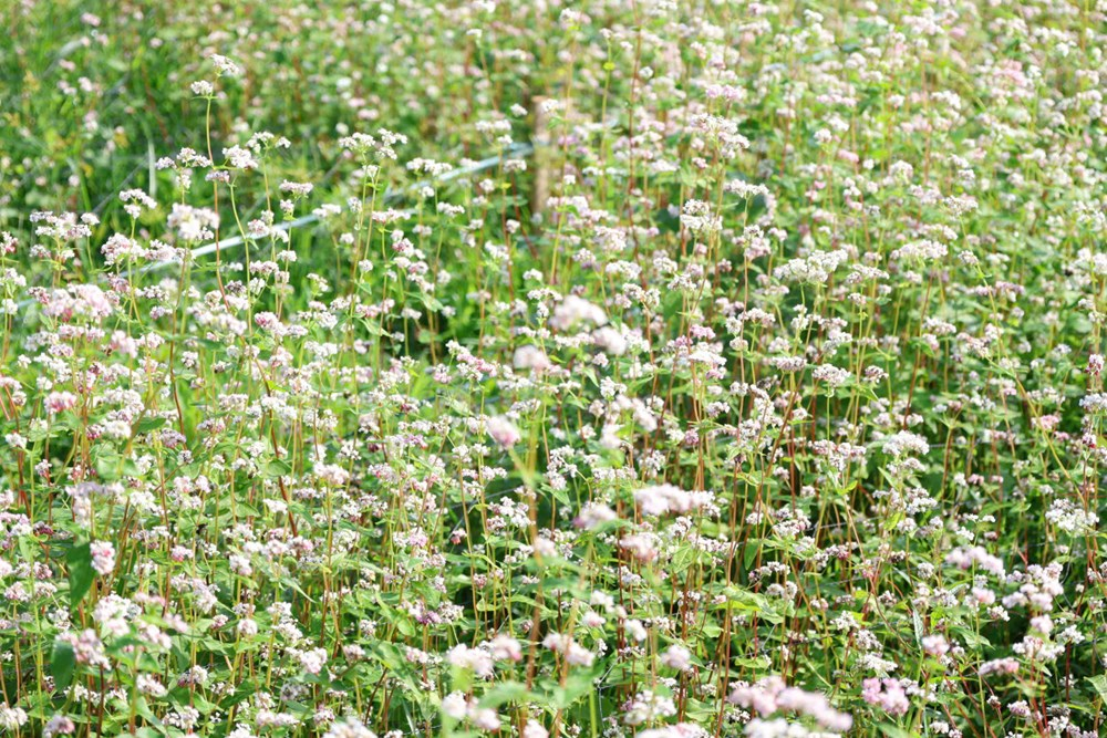 Hoa tam giác mạch – loài hoa vốn gắn liền với cao nguyên đá Hà Giang được đưa về trồng, trở thành điểm nhấn mới mẻ cho không gian Xuân Quảng Ngãi.