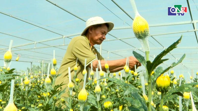 Rực rỡ sắc v&agrave;ng b&ecirc;n bờ s&ocirc;ng Tr&agrave; Bồng