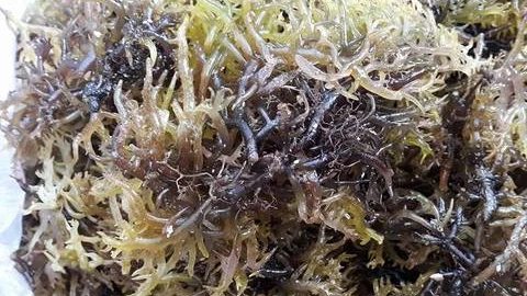 V&agrave;o m&ugrave;a khai th&aacute;c rau cum c&uacute;m ở L&yacute; Sơn 