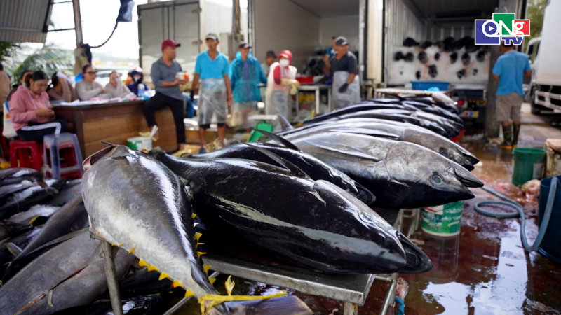 Ngư d&acirc;n Gia Lai tr&uacute;ng đậm trong chuyến biển đầu năm