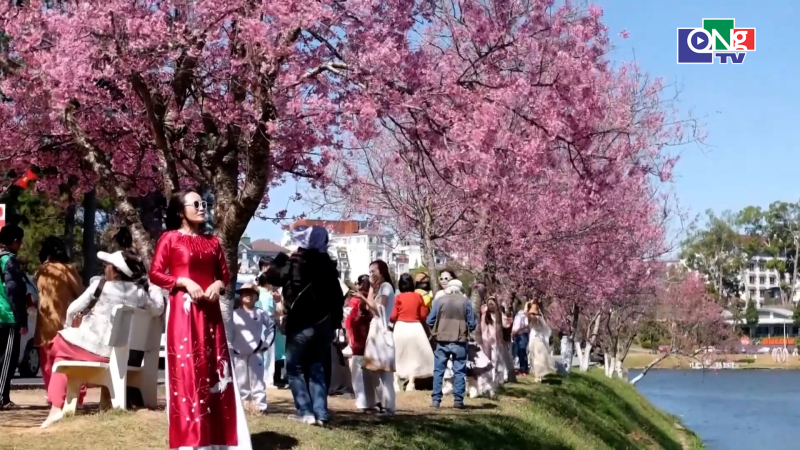 Sắc hồng phai nao l&ograve;ng của mai anh đ&agrave;o