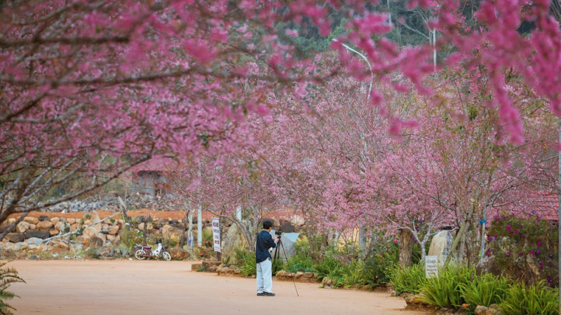 Măng Đen dịu d&agrave;ng sắc xu&acirc;n trong m&ugrave;a mai anh đ&agrave;o