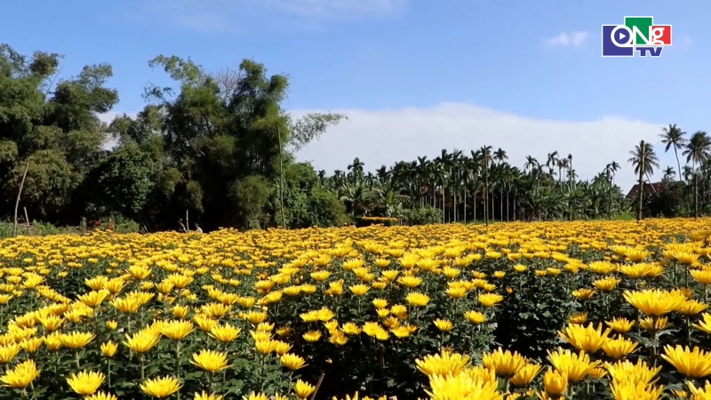 Rực rỡ sắc Xu&acirc;n tr&ecirc;n thủ phủ hoa Quảng Ng&atilde;i