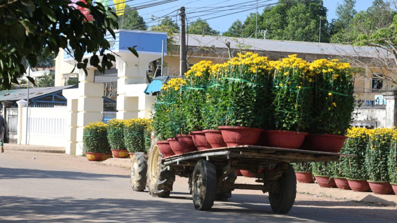 Rộn r&agrave;ng thủ phủ c&uacute;c Tết miền Trung 