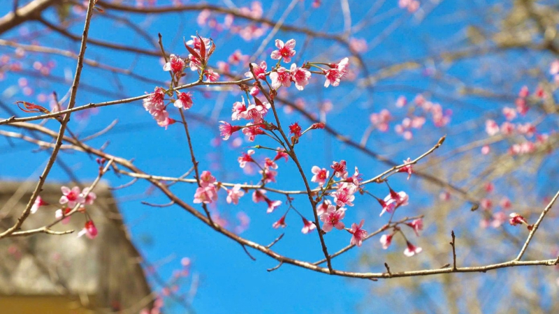 Măng Đen rực rỡ sắc hồng hoa anh đ&agrave;o những ng&agrave;y cuối năm