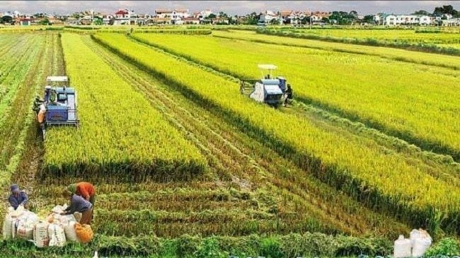 Kinh tế n&ocirc;ng nghiệp chuyển m&igrave;nh, giữ vững vai tr&ograve; trụ cột