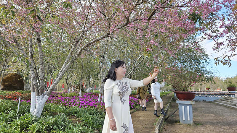 Mai anh đ&agrave;o nở rộ trước thềm tết, Măng Đen h&uacute;t kh&aacute;ch du lịch