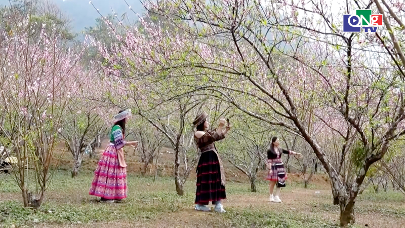 Bản du lịch cộng đồng Sin Suối Hồ thắm sắc hoa đ&agrave;o