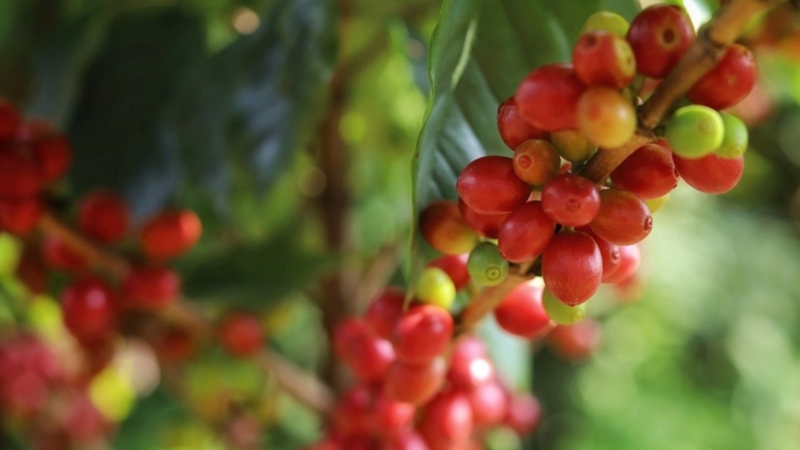 Gi&aacute; c&agrave; ph&ecirc; giảm mạnh 