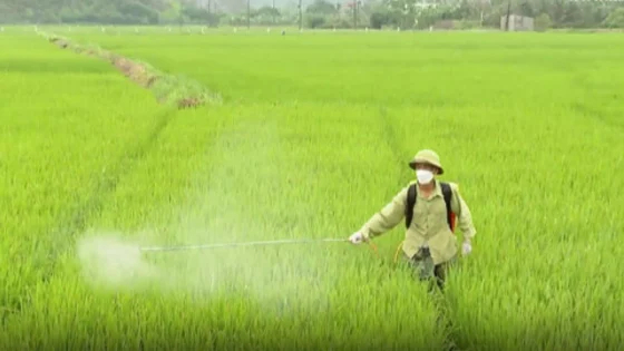 Thời tiết biến động, n&ocirc;ng d&acirc;n chủ động ph&ograve;ng trừ s&acirc;u bệnh l&uacute;a Đ&ocirc;ng Xu&acirc;n