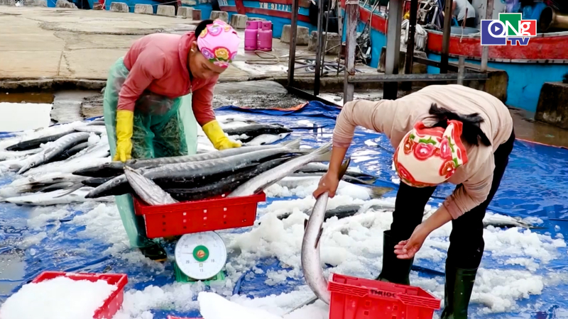 Ngư d&acirc;n Quảng Trị bội thu những chuyến biển cuối năm