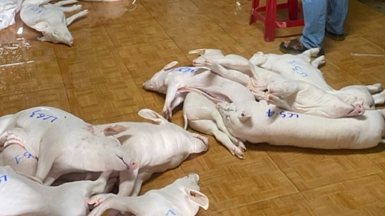 Ngăn chặn thịt heo nhiễm bệnh sắp tuồn ra thị trường Tết
