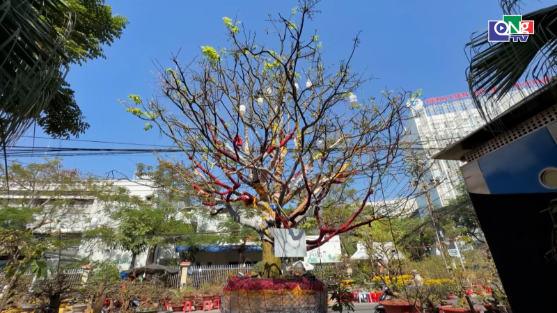 C&acirc;y mai 100 tuổi trị gi&aacute; 3,7 tỷ đồng &ldquo;g&acirc;y sốt&rdquo; tại An Giang