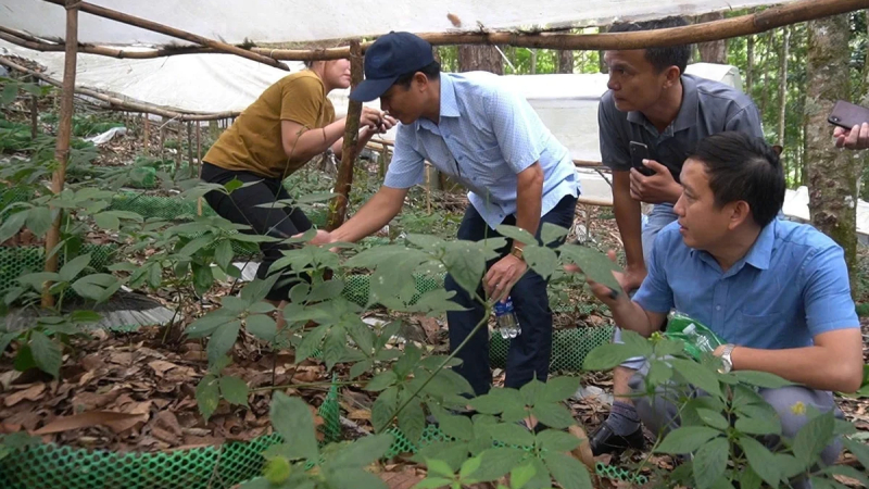 Khai th&aacute;c tiềm năng, lợi thế để ph&aacute;t triển bền vững c&acirc;y dược liệu