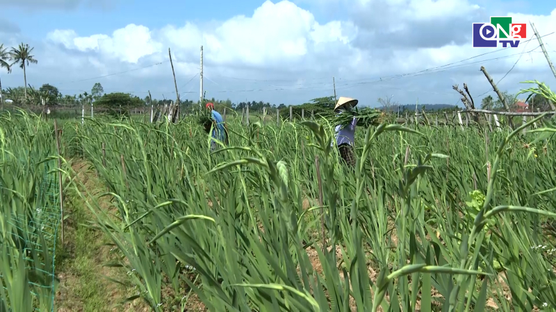 Nhộn nhịp thu hoạch vụ hoa Tết