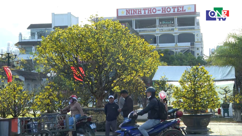 Hoa tết rực rỡ sắc m&agrave;u