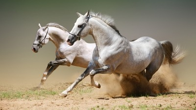 V&oacute; ngựa sải bước v&agrave;o xu&acirc;n