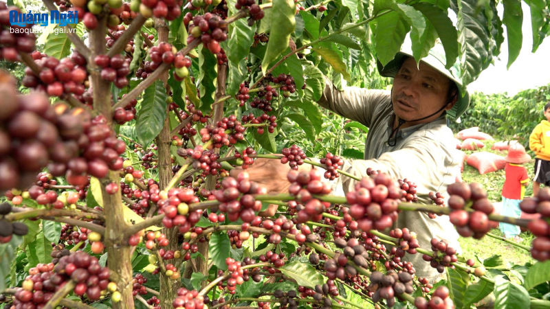 Phấn đấu đưa kim ngạch xuất khẩu c&agrave; ph&ecirc; Đắk H&agrave; đạt 20 tỷ đồng/năm 