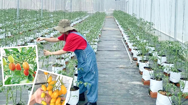 Gia tăng gi&aacute; trị sản xuất n&ocirc;ng nghiệp 