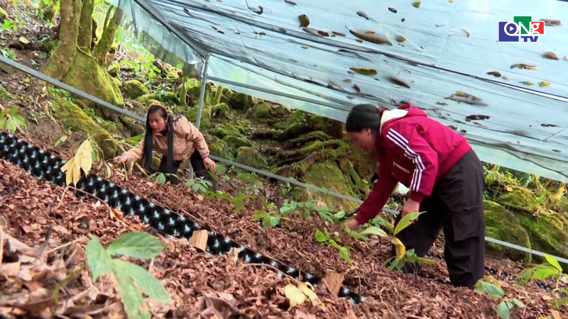 Ph&aacute;t triển kinh tế v&ugrave;ng dược liệu