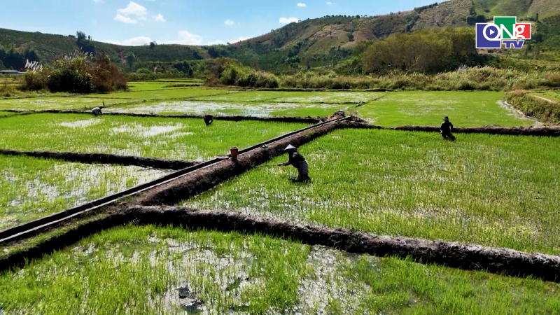 Xu&acirc;n no ấm ở v&ugrave;ng đồng b&agrave;o d&acirc;n tộc thiểu số
