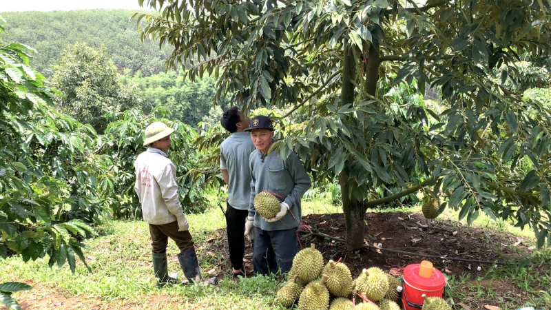 Triển vọng mới cho n&ocirc;ng nghiệp Quảng Ng&atilde;i 