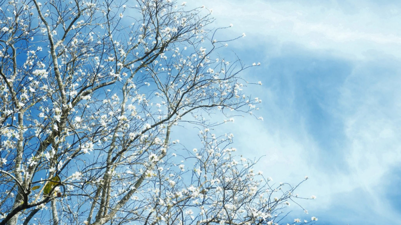 Ban trắng nở khắp Đ&agrave; Lạt, h&uacute;t kh&aacute;ch du xu&acirc;n