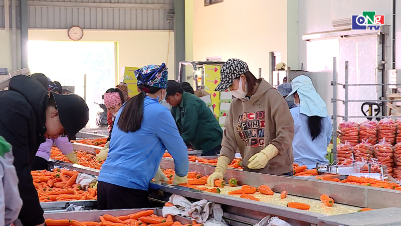 Xuất khẩu rau quả sang EU tăng gấp 3 lần sau 5 năm