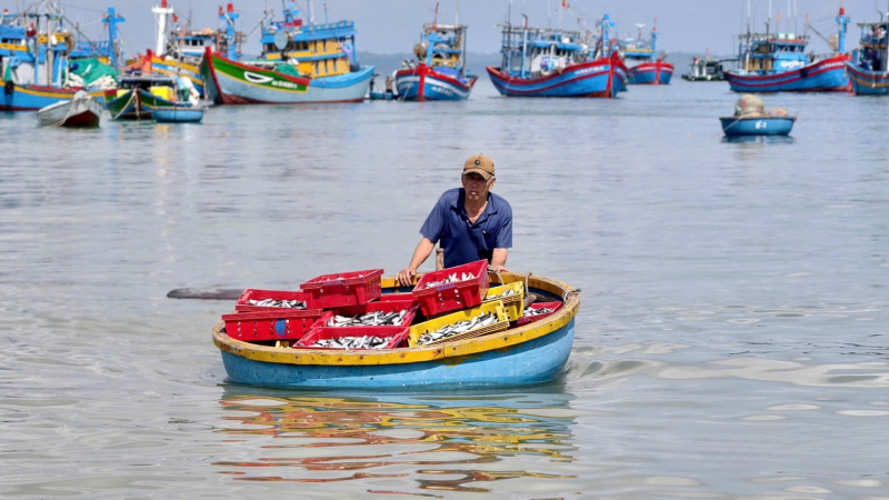 Rộn r&agrave;ng m&ugrave;a c&aacute; nục tr&ecirc;n v&ugrave;ng biển Quảng Ng&atilde;i 
