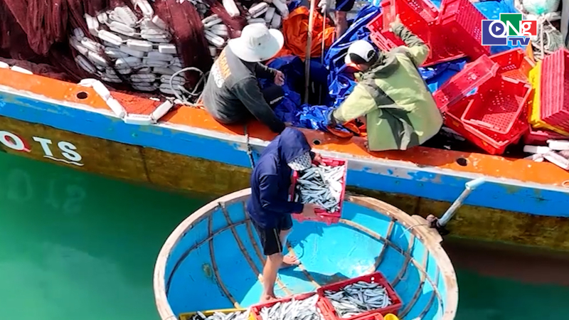 Rộn r&agrave;ng m&ugrave;a c&aacute; nục ở Quảng Ng&atilde;i