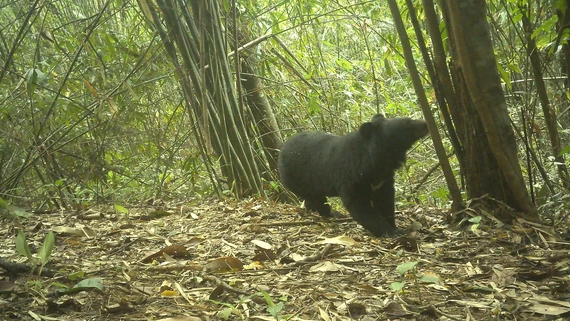 Nhiều động vật qu&yacute; hiếm xuất hiện trong rừng  Quảng Ng&atilde;i  