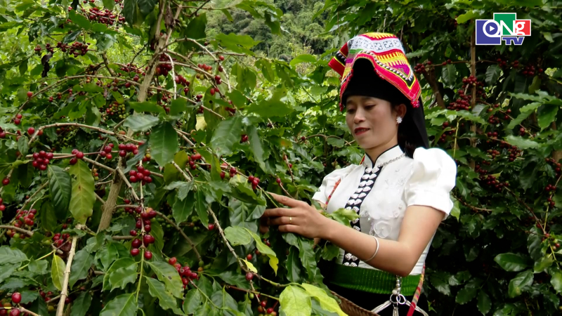 C&agrave; ph&ecirc; mang về 1 tỷ USD xuất khẩu chỉ trong v&ograve;ng 1 th&aacute;ng