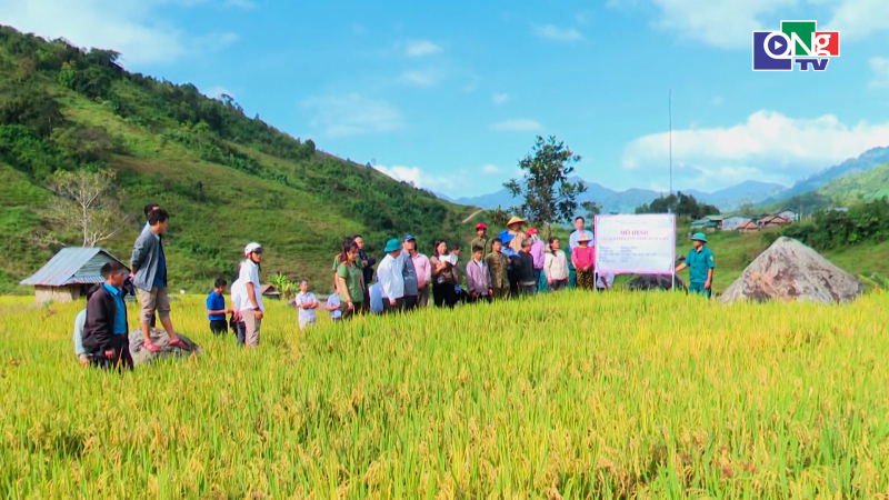 Hỗ trợ sản xuất l&uacute;a hai vụ ở miền n&uacute;i