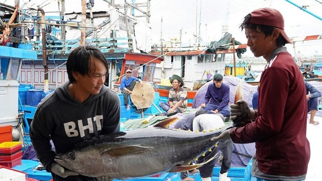 Quảng Ng&atilde;i phấn đấu khai th&aacute;c tr&ecirc;n 260 ngh&igrave;n tấn hải sản