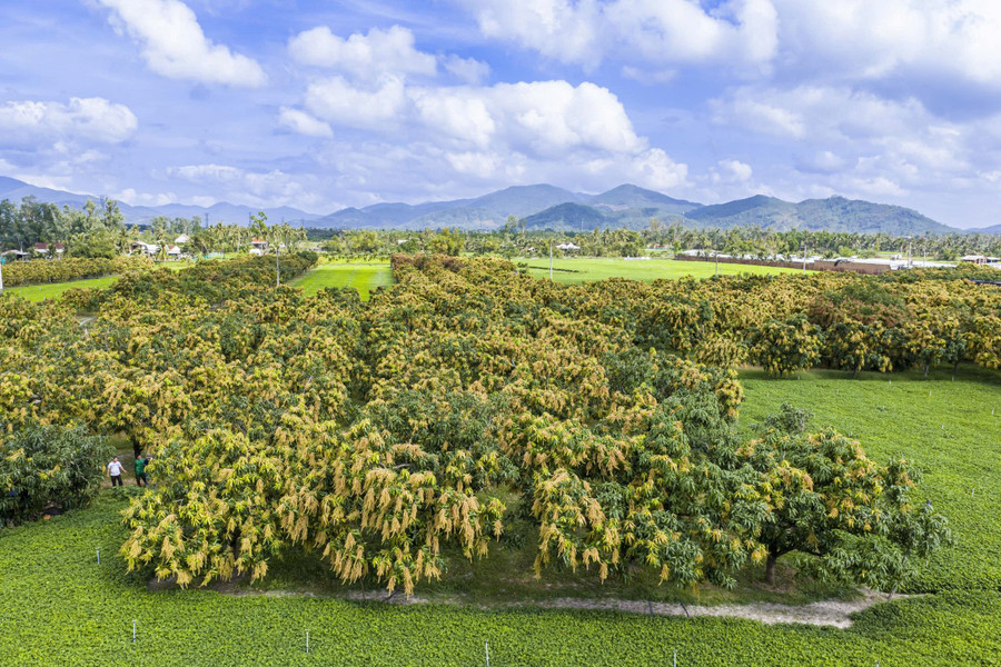 Nhìn từ trên cao, những vườn xoài Hòa Hội phủ vàng hoa trên nền đất cát, mở ra hy vọng về một mùa trái ngọt. Ảnh: Dũng Nhân