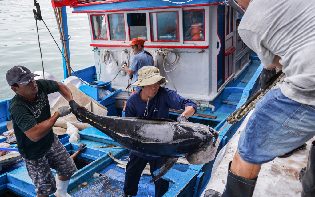 những chuyến tàu câu cá ngừ đại dương đầu tiên trở về sau chuyến biển xuyên Tết Nguyên đán Bính Ngọ 2026.