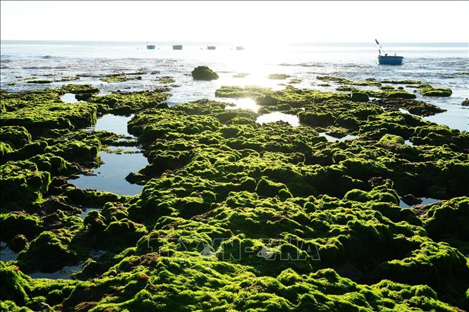 Vẻ đẹp của cánh đồng rong biển ở xã Phước Dinh (Khánh Hòa) vào sáng sớm. 