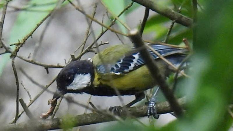 Bạc má bụng vàng (tên khoa học là Parus monticolus) tại Vườn quốc gia Phong Nha-Kẻ Bàng. Ảnh: Vườn quốc gia Phong Nha-Kẻ Bàng