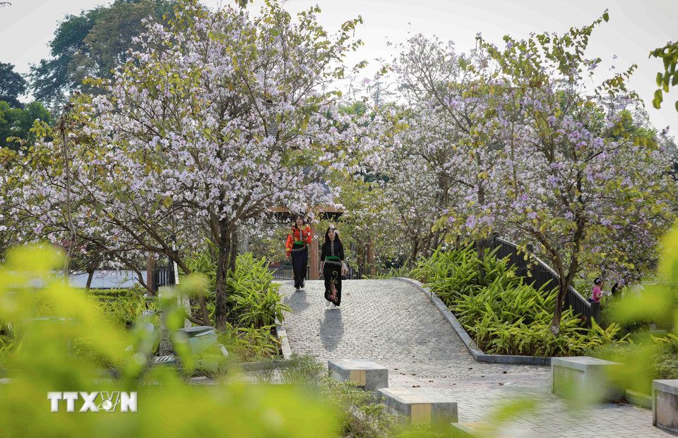 Hoa ban bung nở trong khuôn viên Công viên Võ Thị Sáu, phường Điện Biên Phủ. Ảnh: Xuân Tư/TTXVN