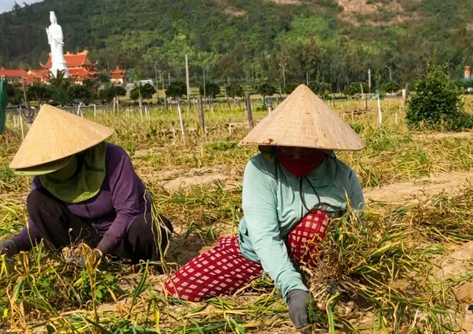 Nông dân thu hoạch tỏi vụ Đông Xuân 2025–2026 trong cảnh mất mùa, rớt giá. Ảnh: Đình Nhựt