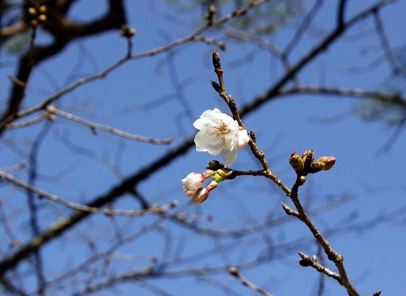 Hoa anh đào bắt đầu nở ở thành phố Kochi. Nguồn: The Japan News