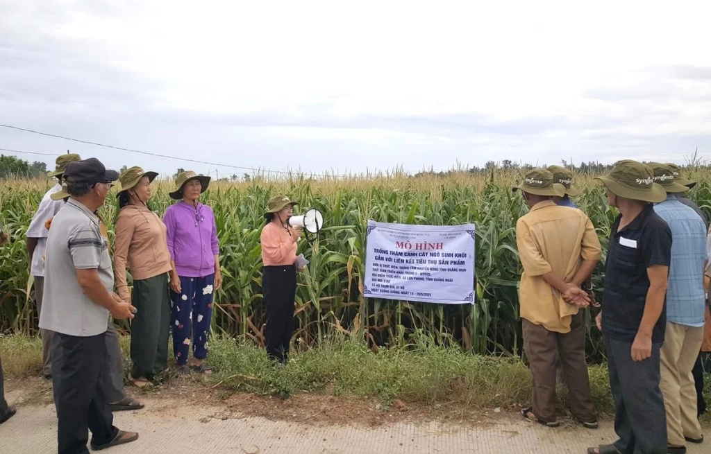 Mô hình trồng ngô sinh khối được Trung tâm Khuyến nông tỉnh Quảng Ngãi triển khai cho năng suất hơn 60 tấn/ha. Ảnh: L.K.