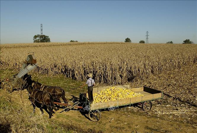 Nông dân thu hoạch ngô trên cánh đồng ở Bird-in-Hand, bang Pennsylvania, Mỹ. Ảnh minh họa: AFP/TTXVN