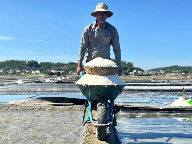 Giá muối tăng cao, mang lại thu nhập cao cho diêm dân phường Sa Huỳnh.