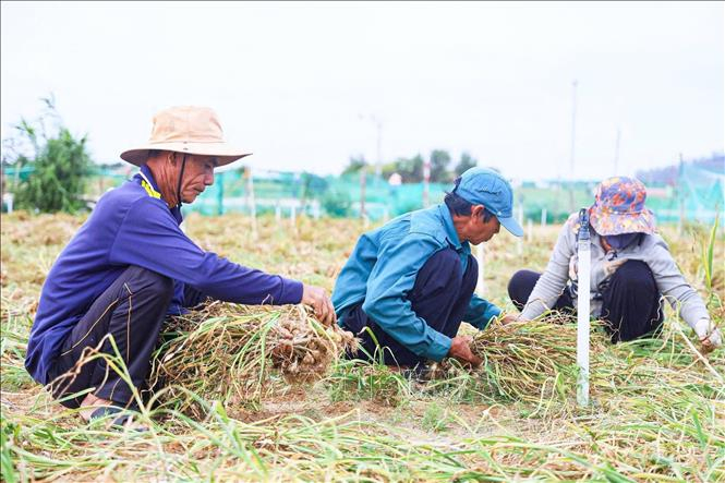 Dù được mùa, song giá thấp khiến người trồng tỏi Lý Sơn “kém vui”. Ảnh: TTXVN